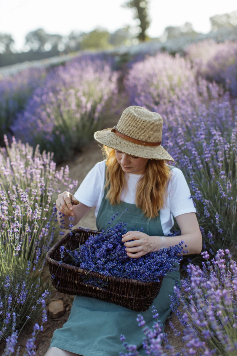 woman picking out lavender