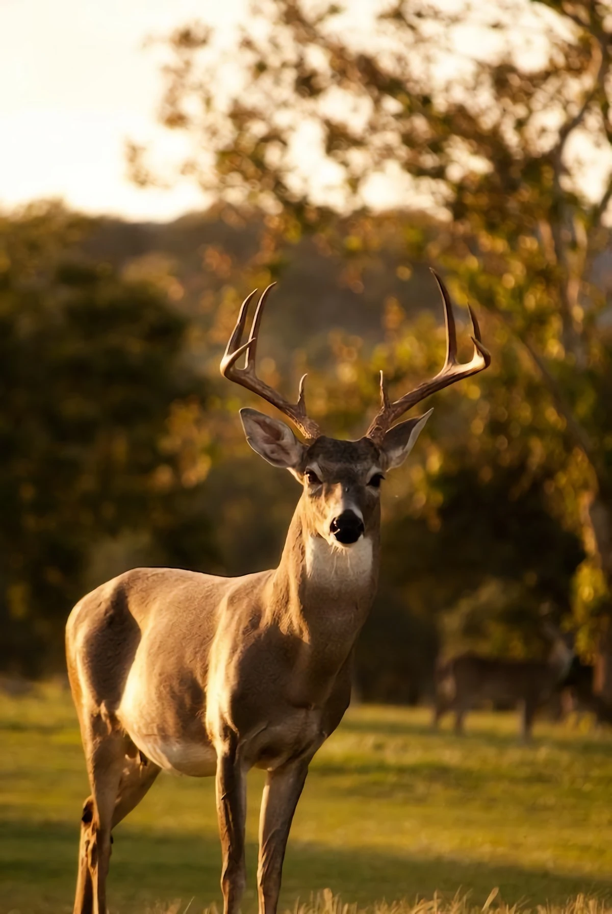 beautiful deer standing in0field