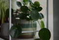 Best Kitchen Plants – 7 Houseplants That Will Thrive