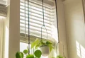 Best Kitchen Plants – 7 Houseplants That Will Thrive