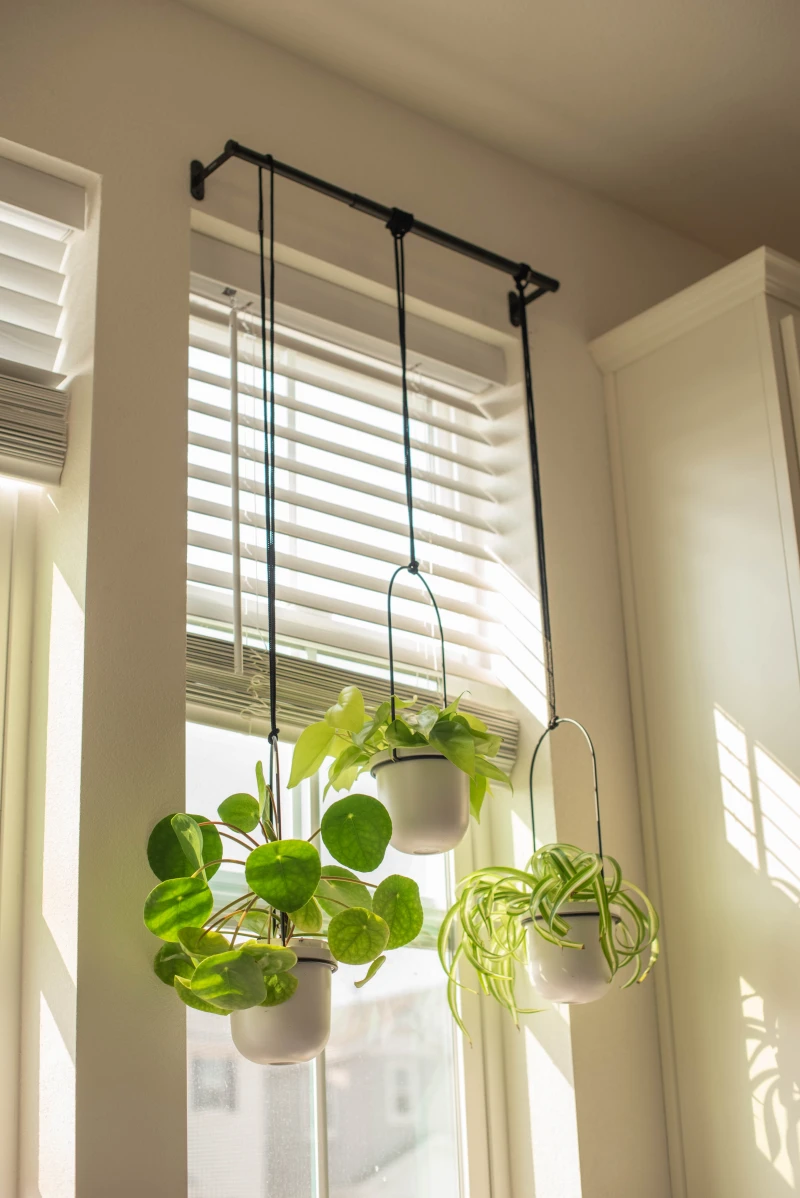 best kitchen plants plants hanging from the window sill