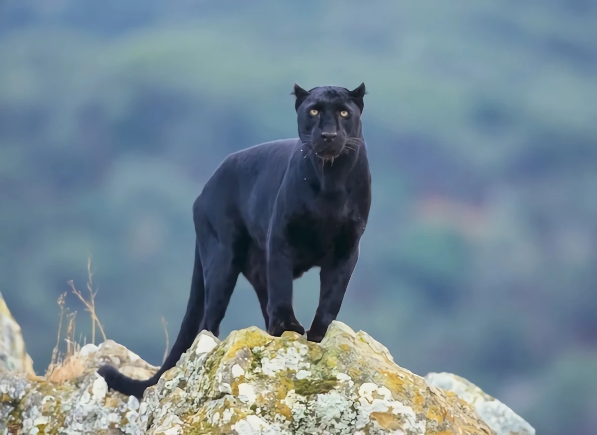 black panther on a hill