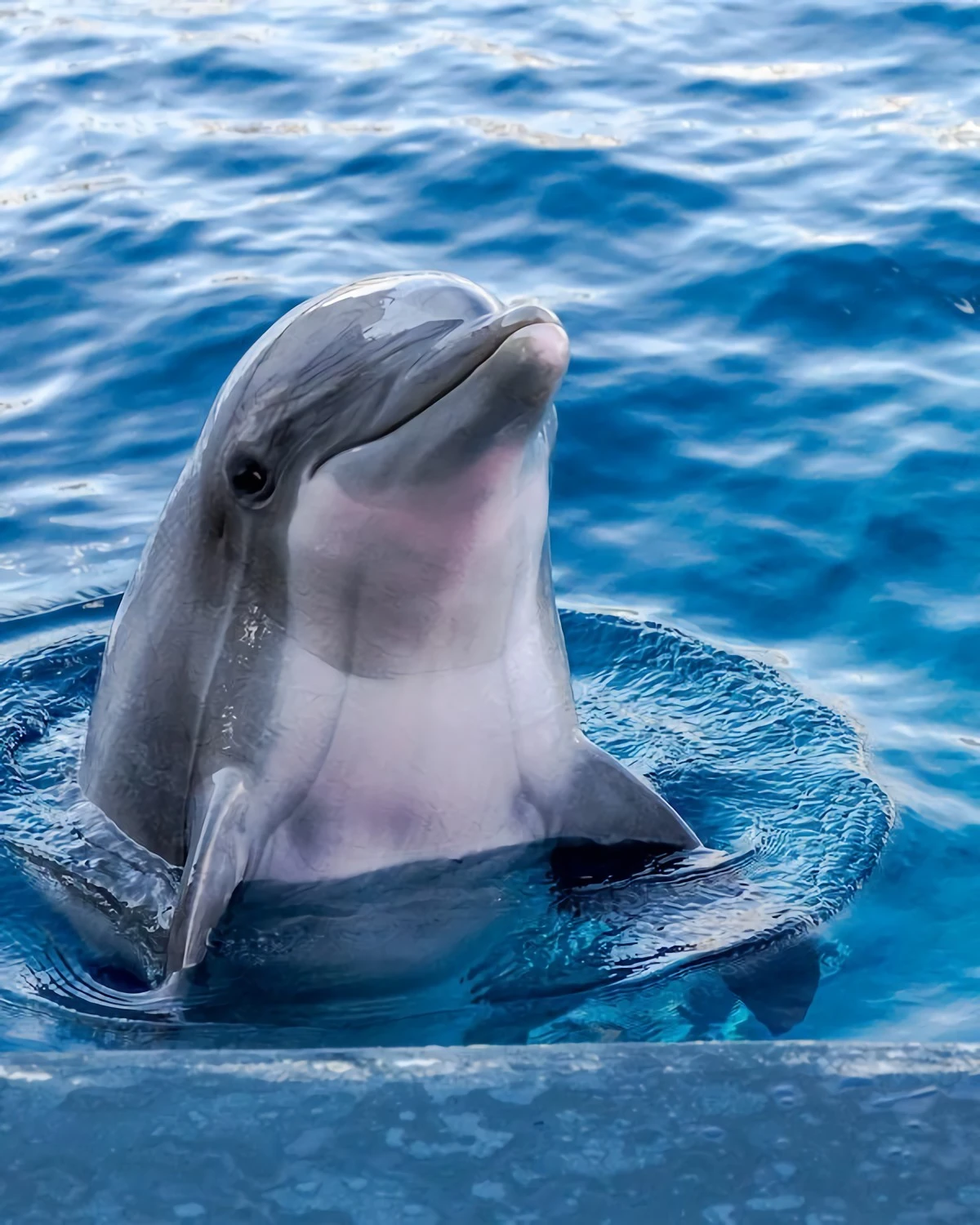 dolphin sticking out of water (1)