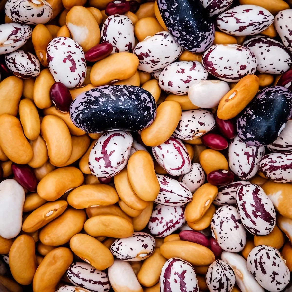 foods that cause bloating different kinds of beans mixed together