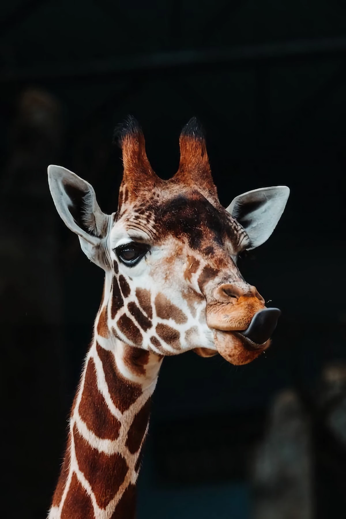giraffe sticking its tongue out