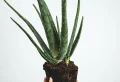 Best Kitchen Plants – 7 Houseplants That Will Thrive