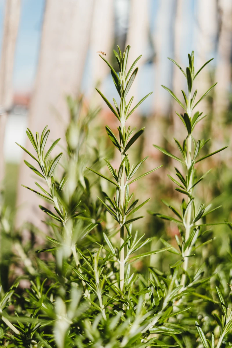 herbs and spices for brain health rosemary bush