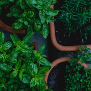 Best Kitchen Plants - 7 Houseplants That Will Thrive