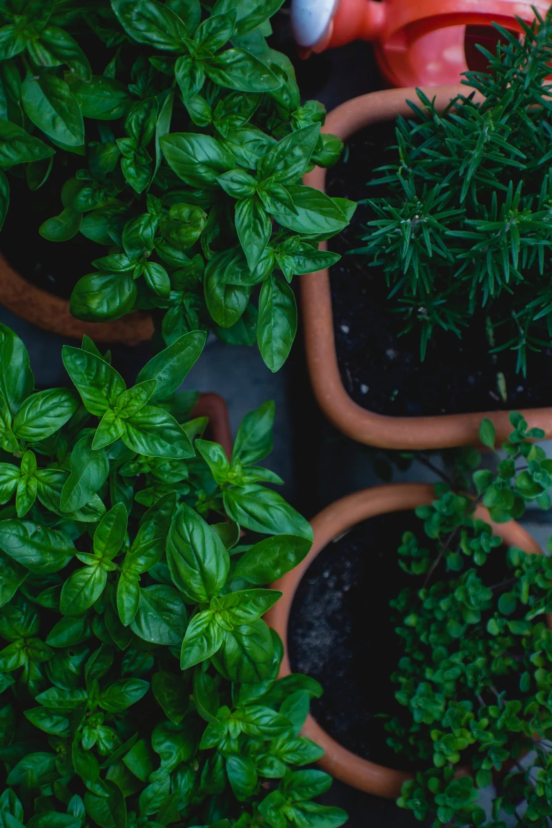 Best Kitchen Plants – 7 Houseplants That Will Thrive