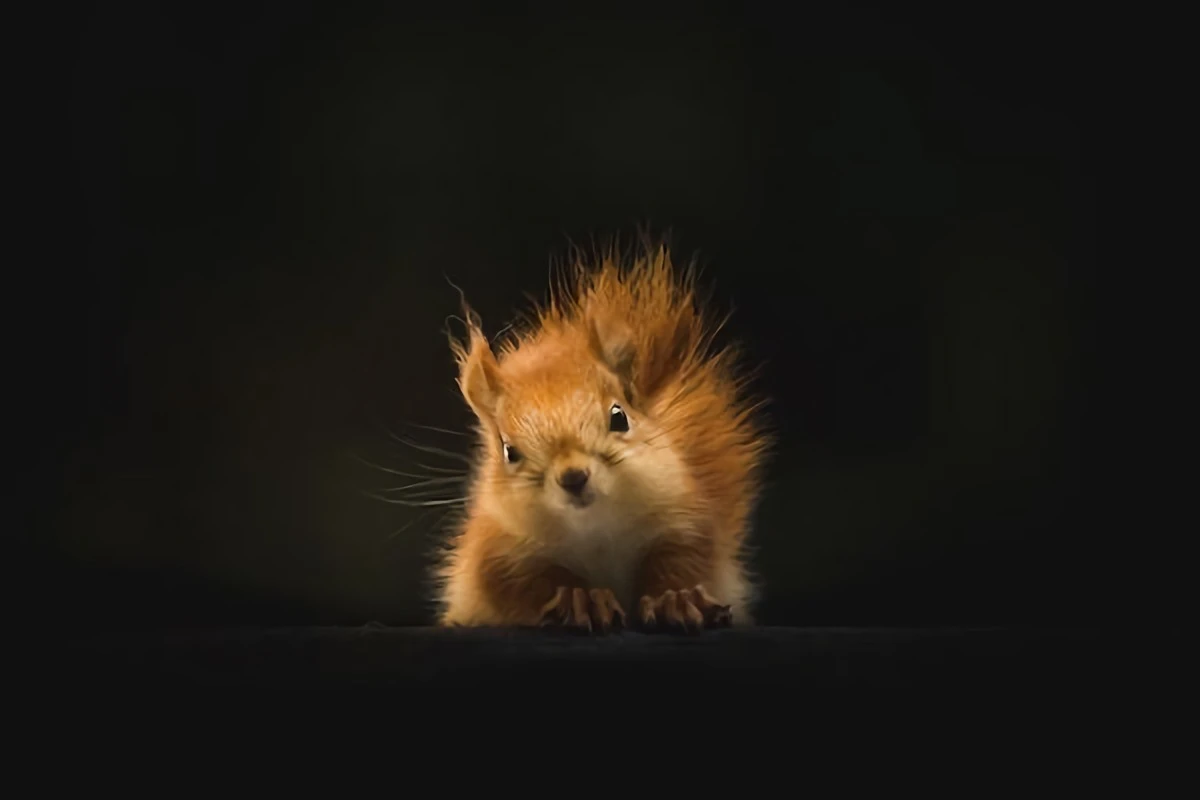 little squirrel on black background