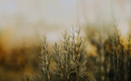 rosemary plant in background