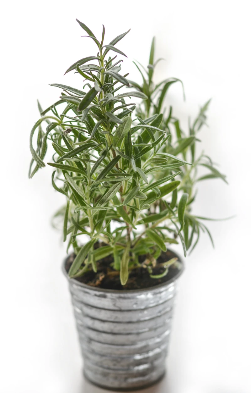 rosemary water for hair rosemary plant in silver pot