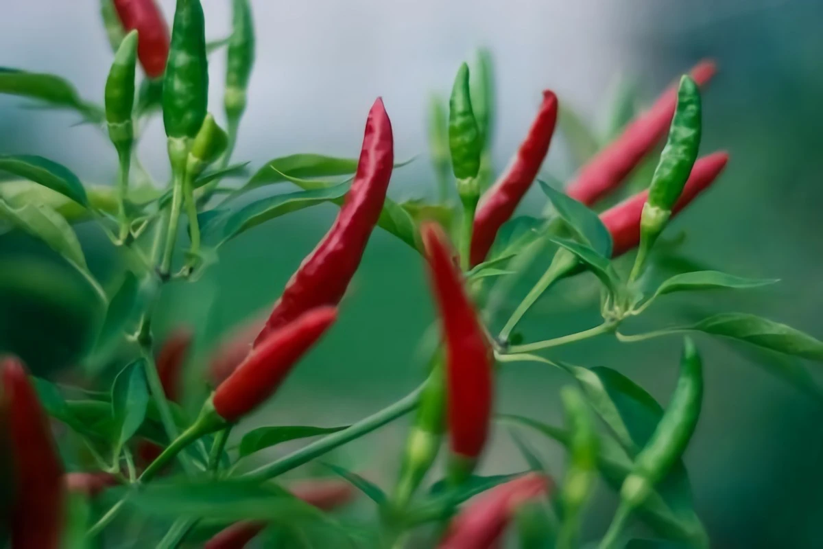 spicy chilli pepper red plant