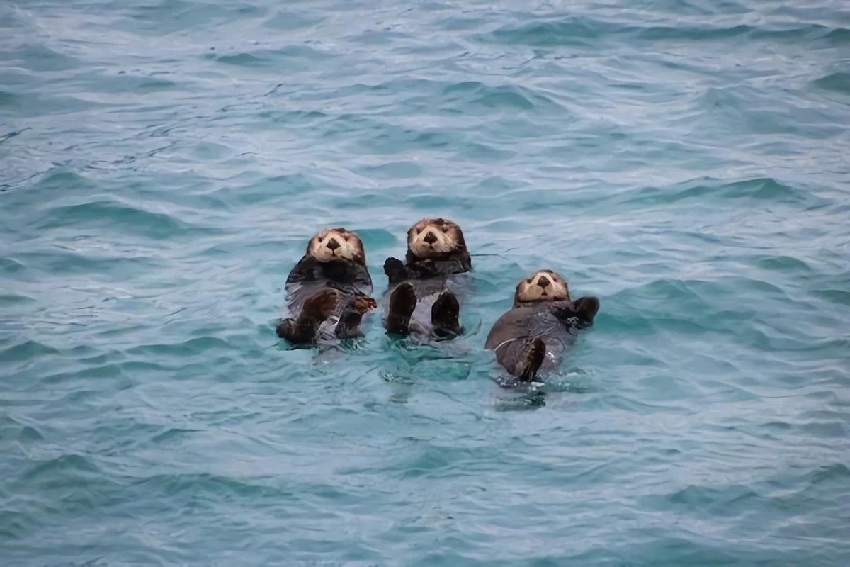 three otters floating in the sea