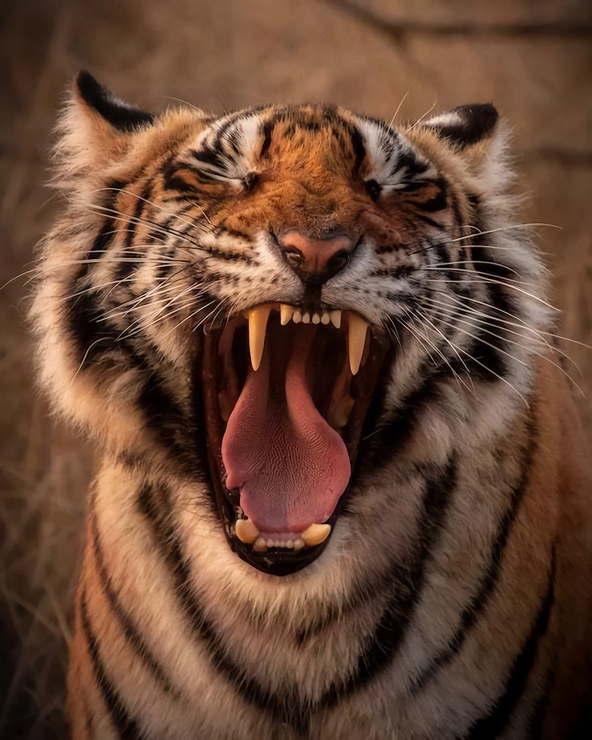 tiger yawning up close