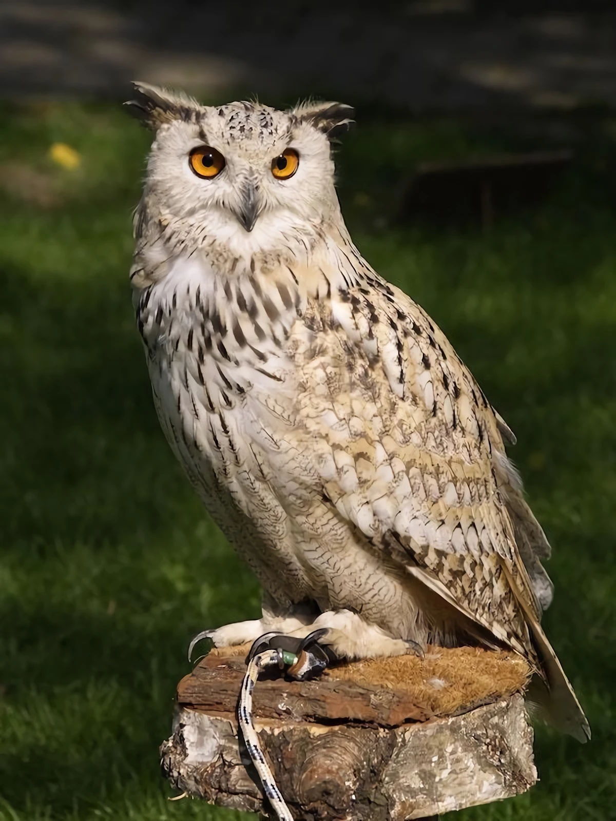 white and gray owl on stand