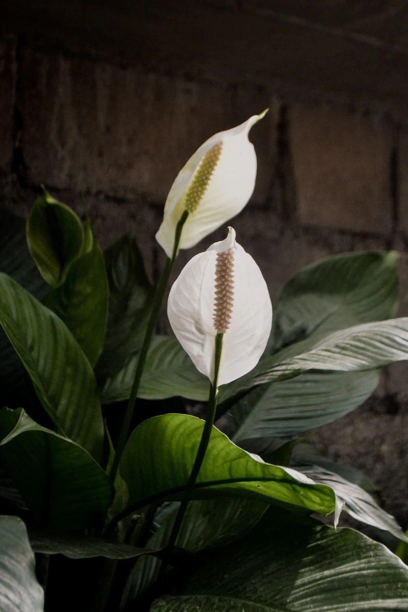 white peace lily flower plant