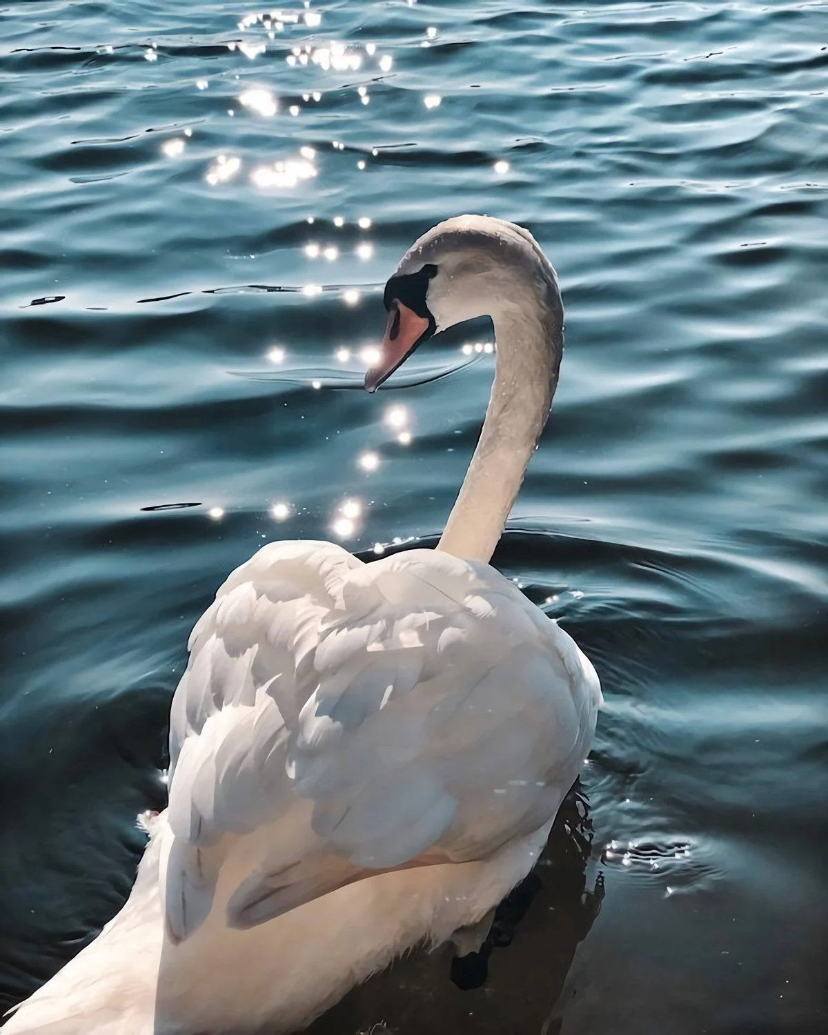 white swan in sparkly water
