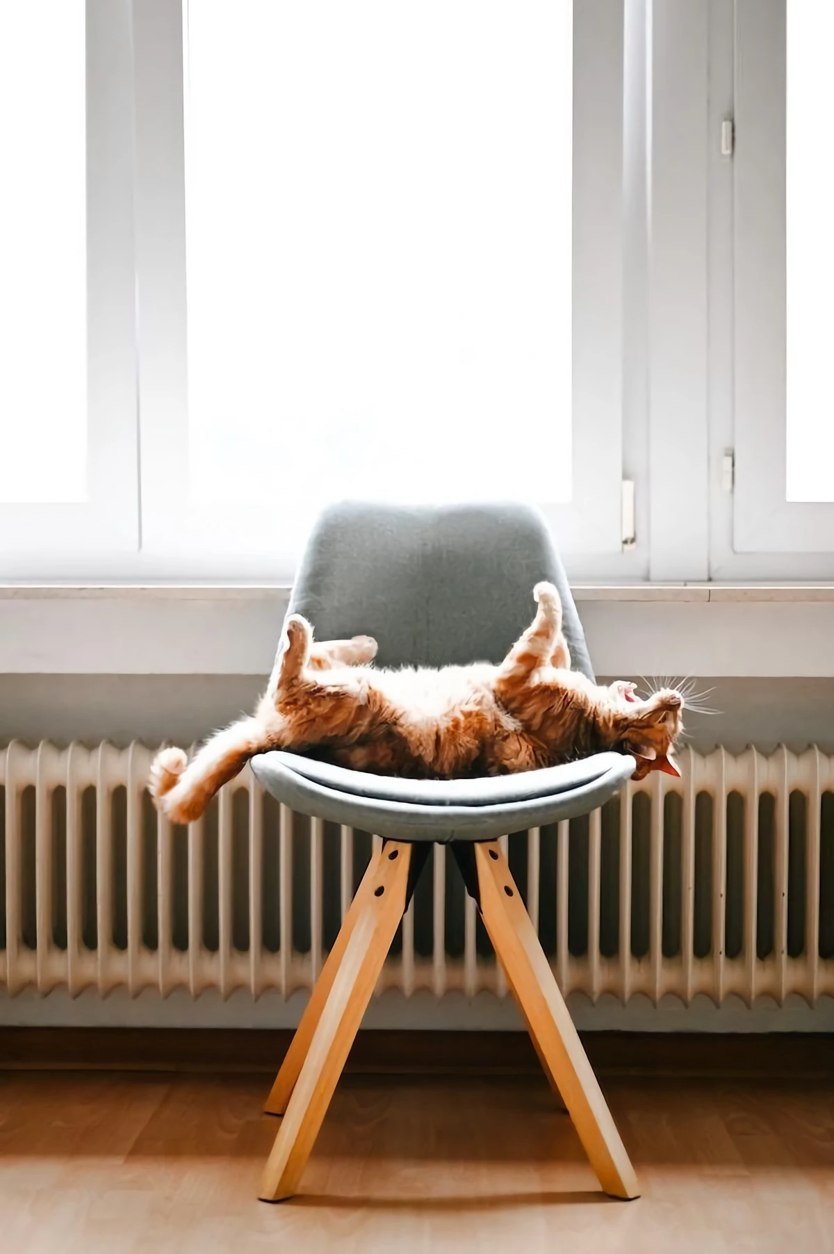 a cat on a chiar in front of radiator