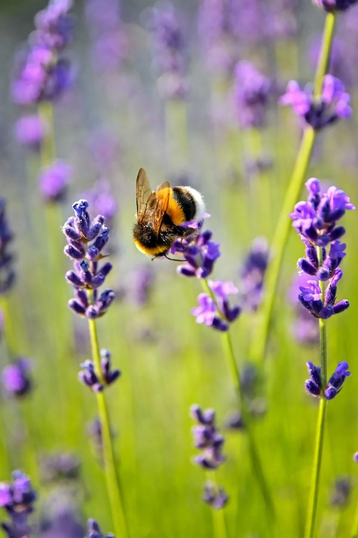 bee on lavender plant