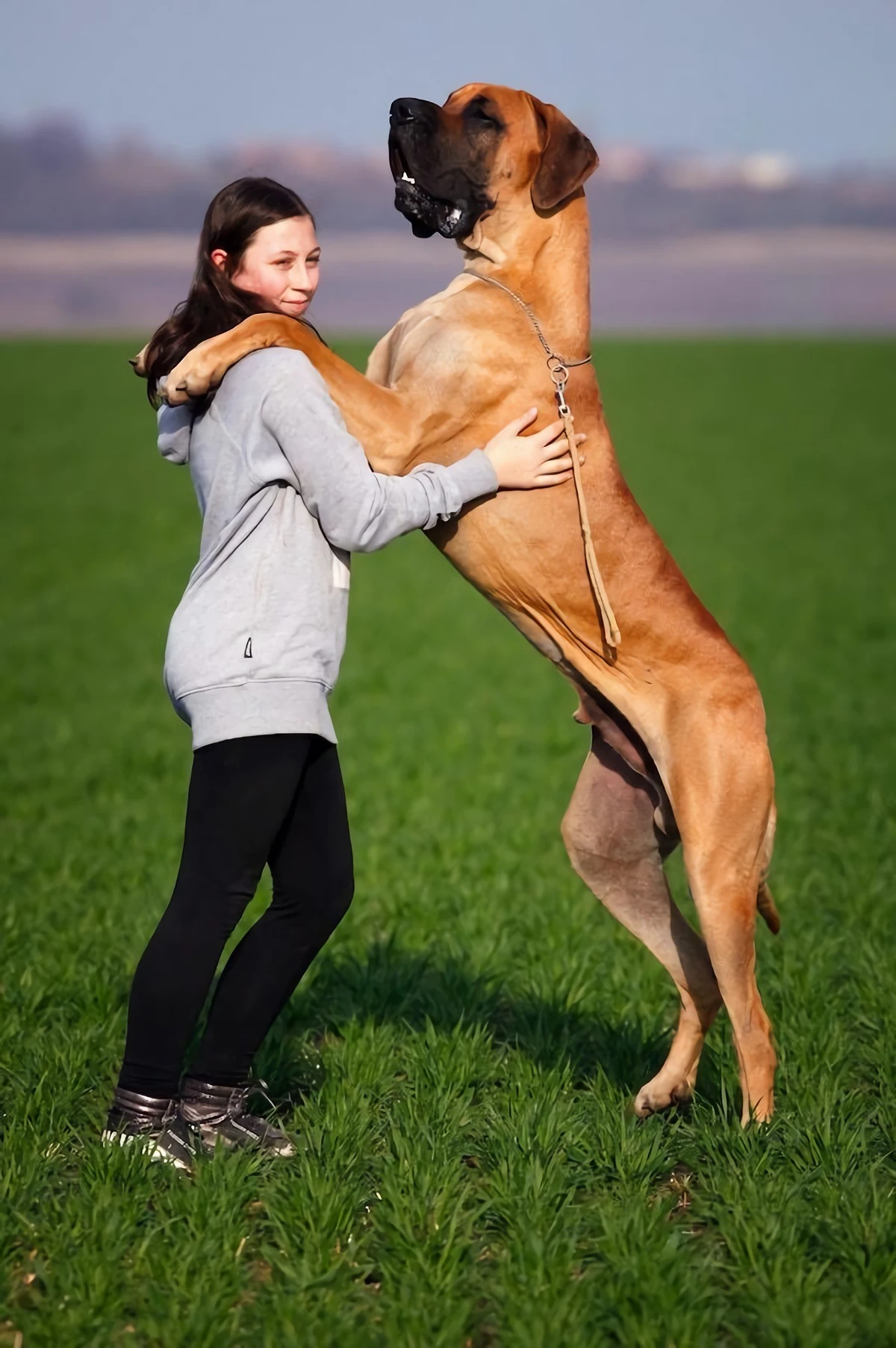big great dane dog next to human