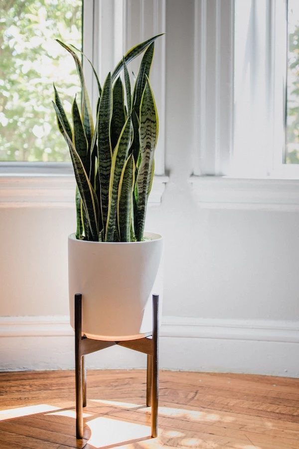 big snake plant in white standing pot