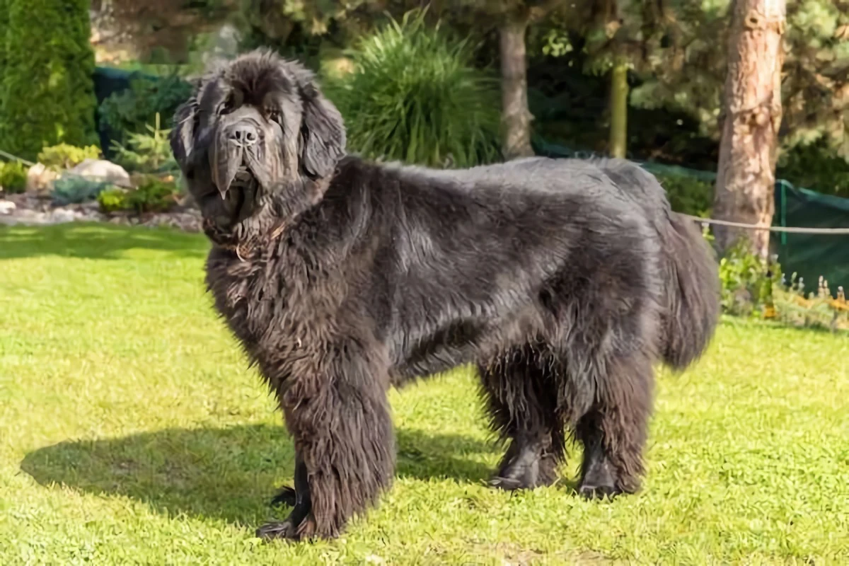 black fluffy newfoundland dog on grass