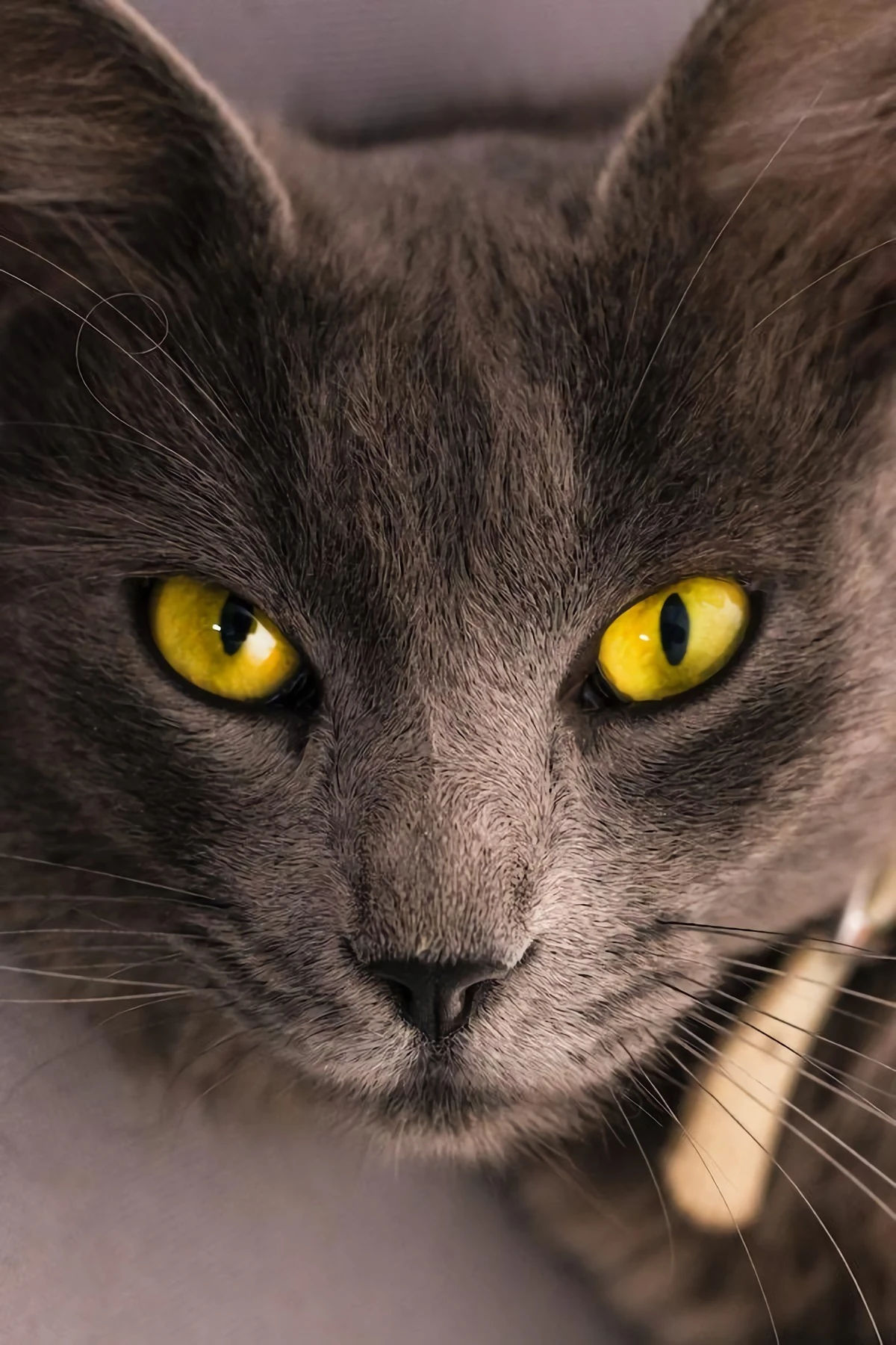 bright yellow cat eyes
