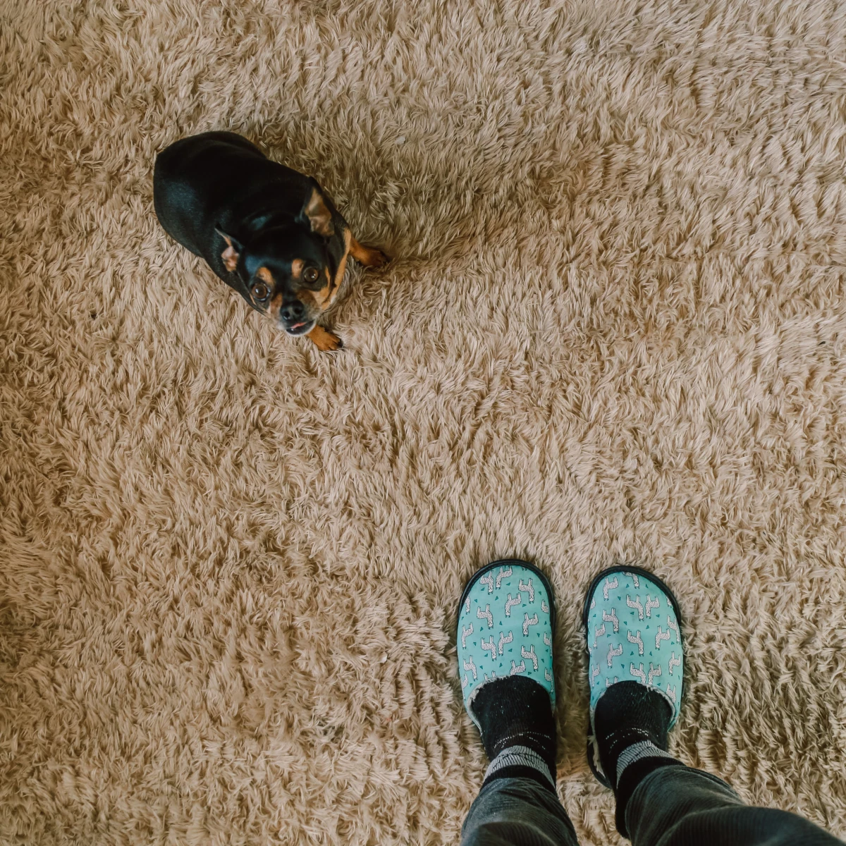 carpet with little dog on it