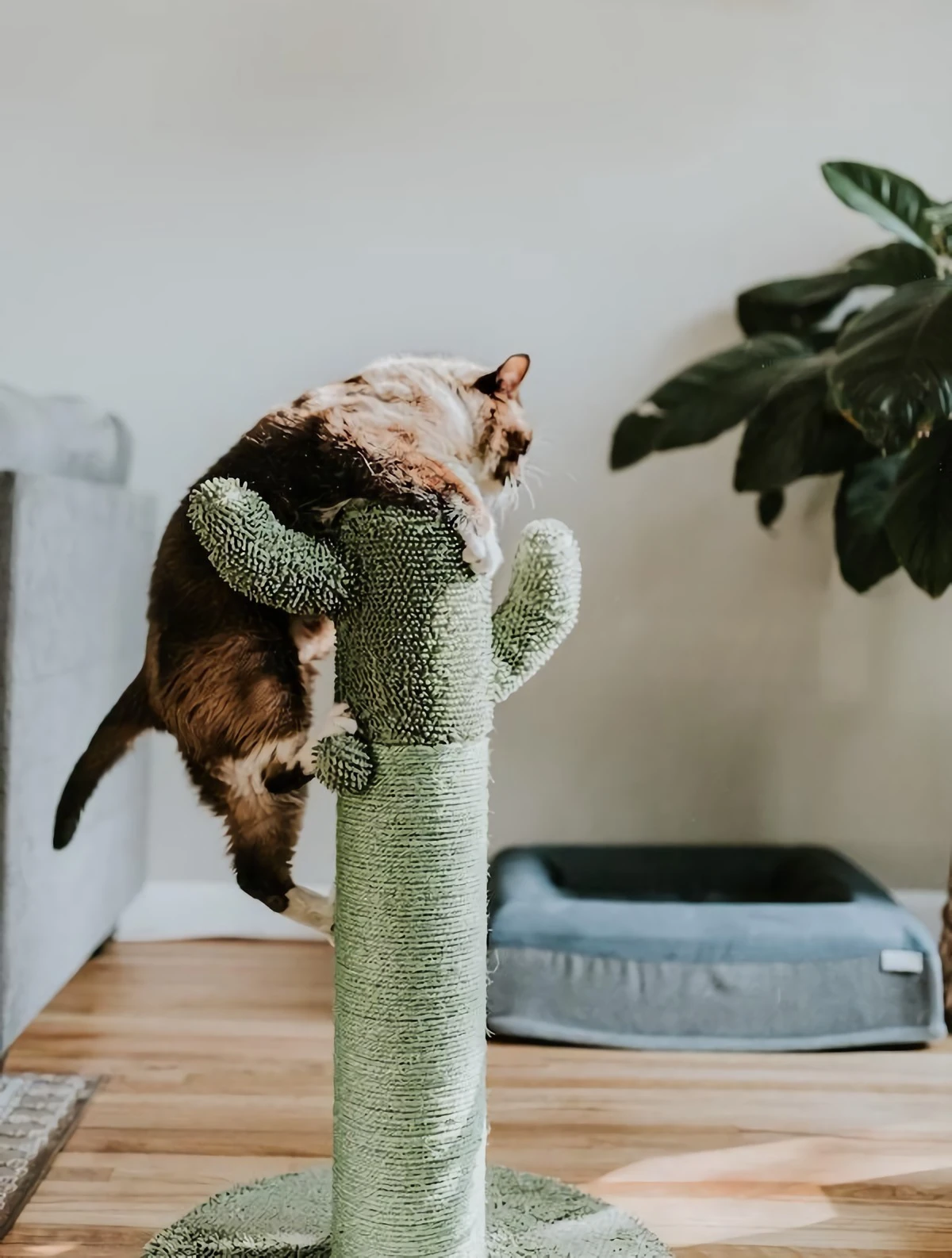 cat climbing on top of scratching post