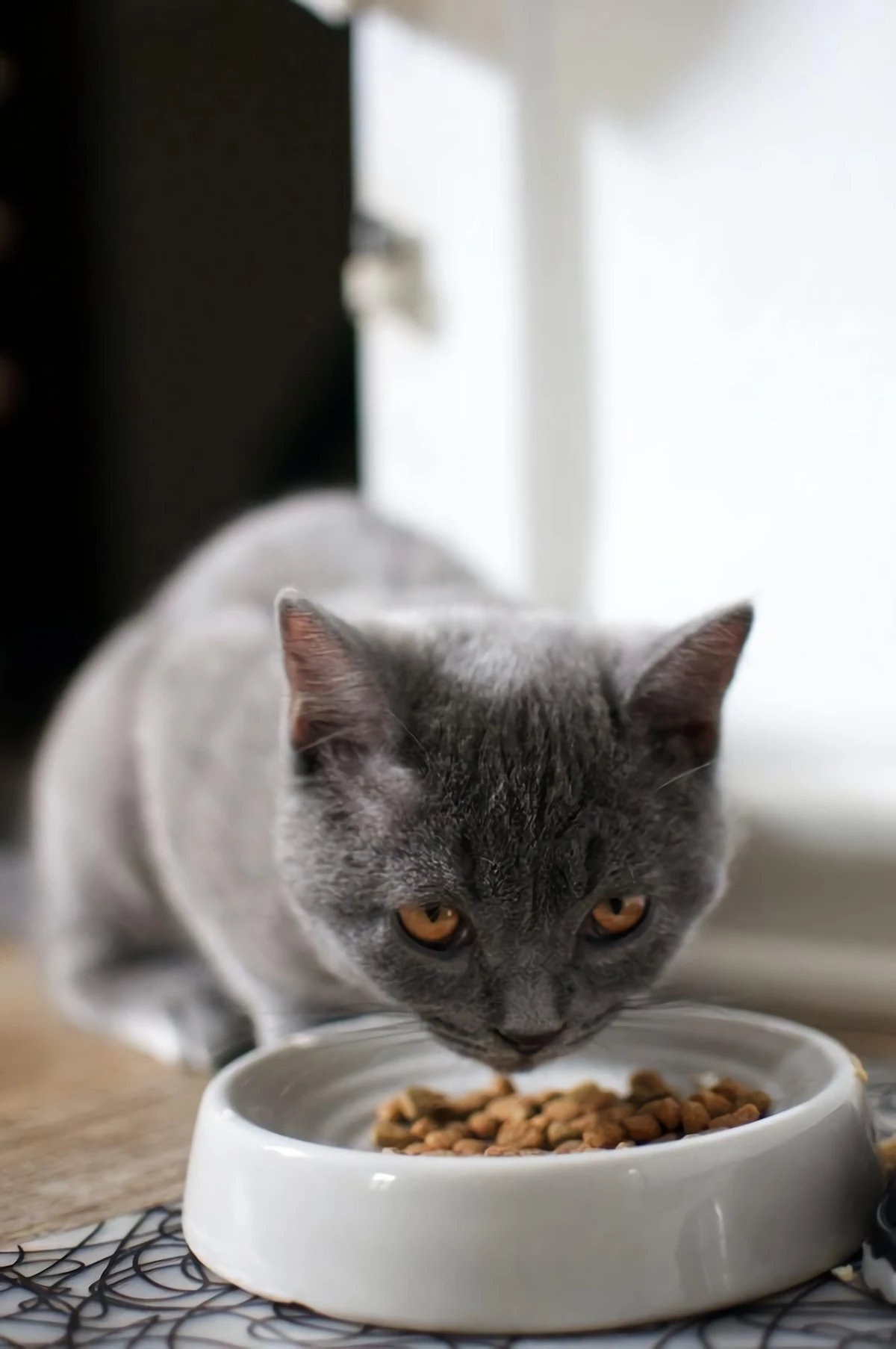 cat eating from a white bowl