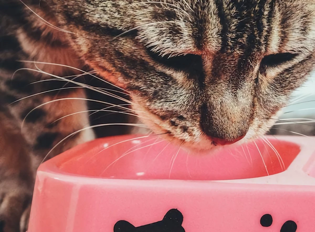 cat eating from small pink bowl