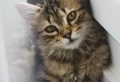 How Do Cats Show Affection? 7+ Ways Your Cats Says “I Love You”
