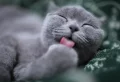 How Do Cats Show Affection? 7+ Ways Your Cats Says “I Love You”