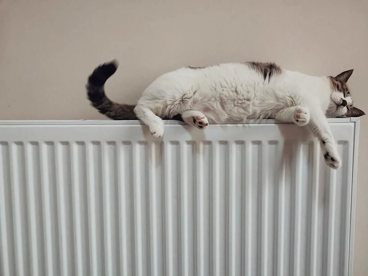 cat sleeping on a radiator