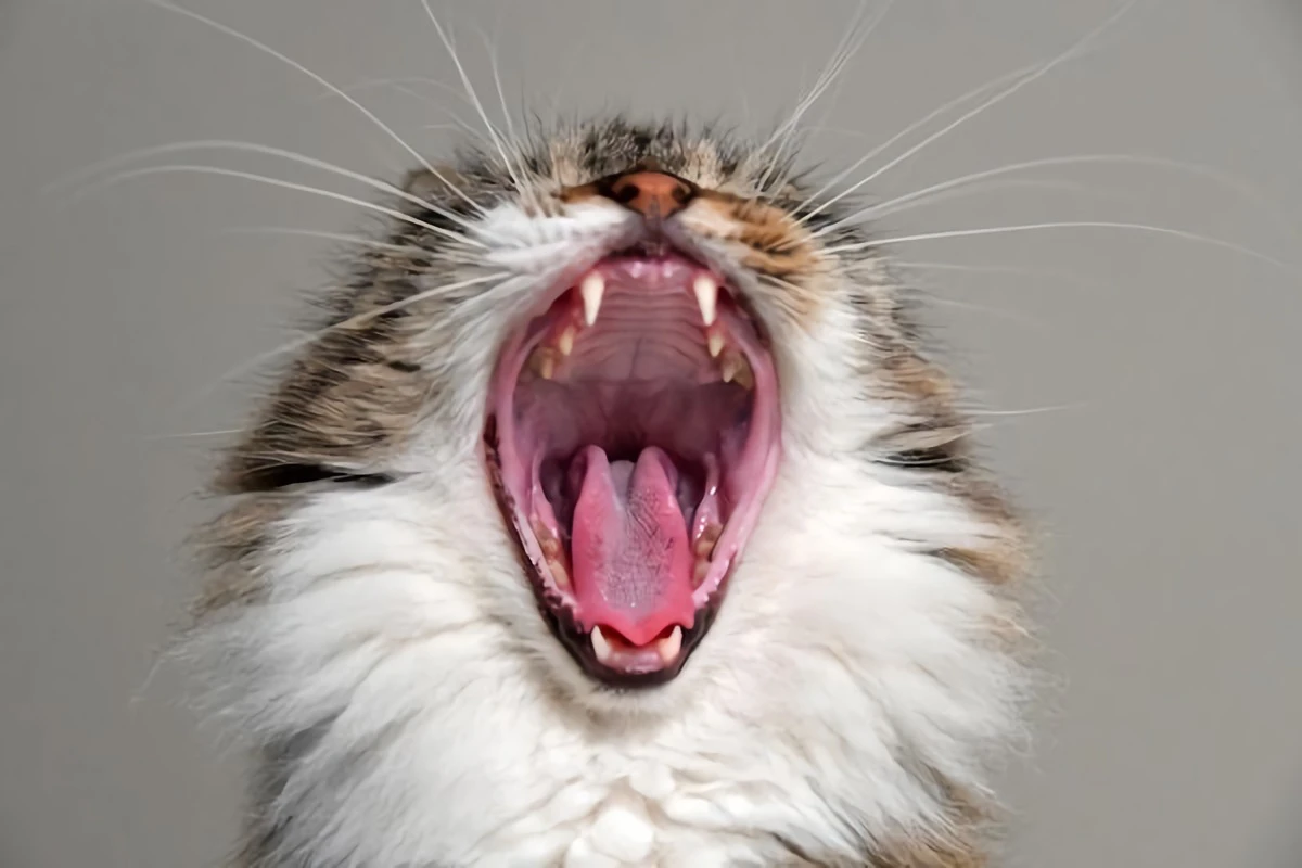 cat yawning with big teeth