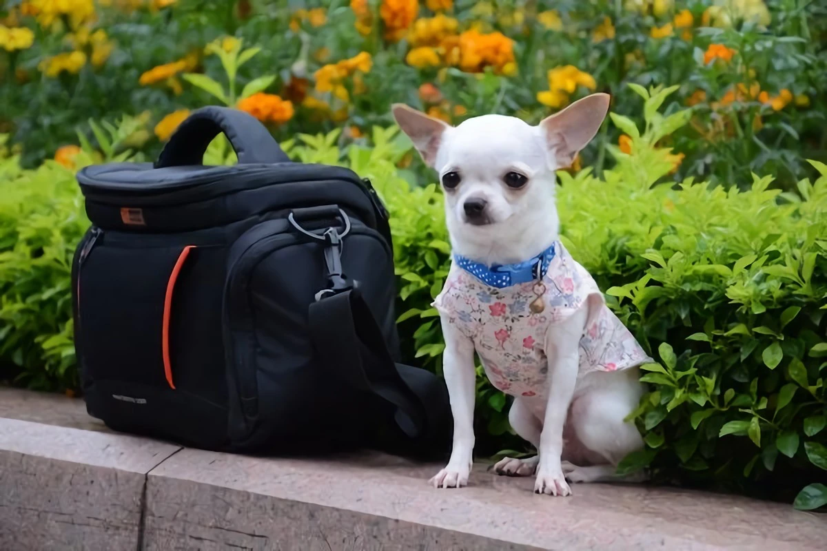 chihuahua next to photography bag