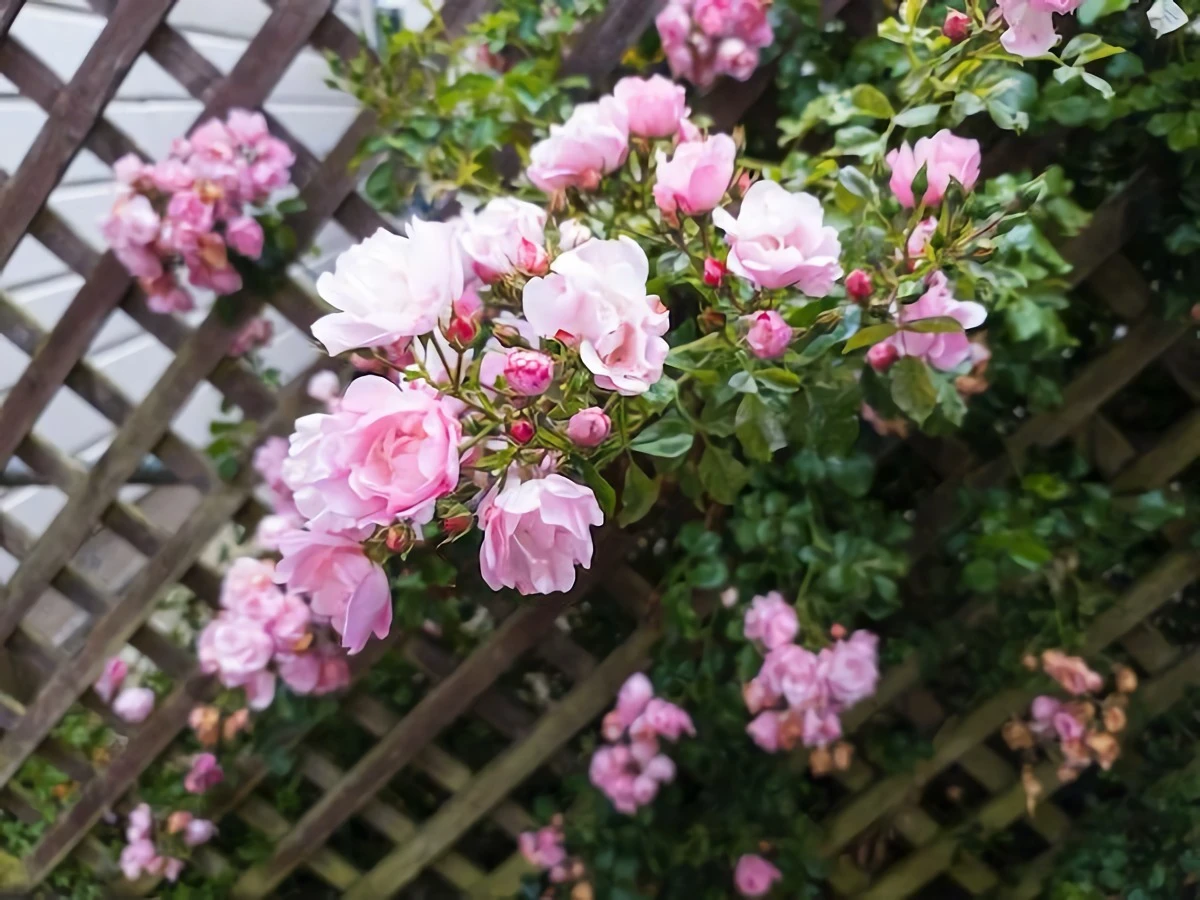 climbing pink rose bush
