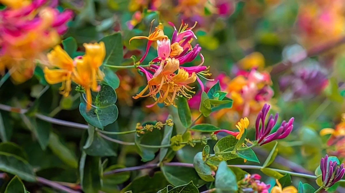 colorful honeysuckle plant on arch