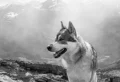 Busting 7 Common Dog Myths: Are They True Or False?