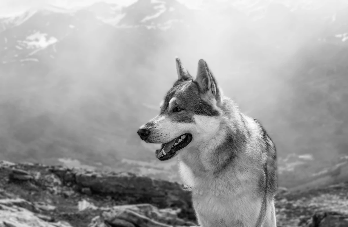 common dog myths husky dog in black and whit