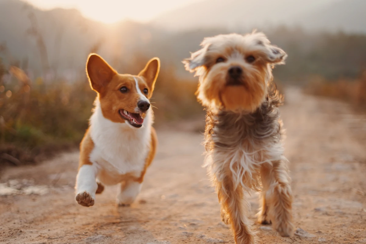 corgi and terrier walking together