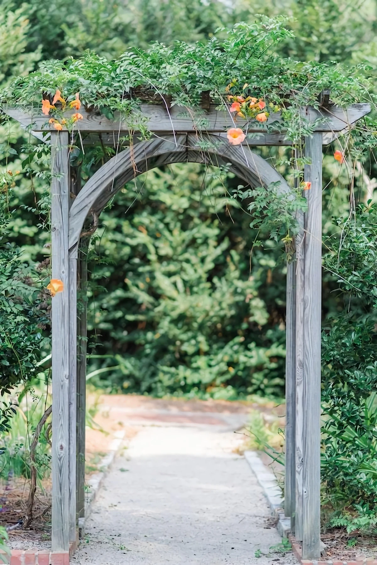 garden with an arch with honeysuckle