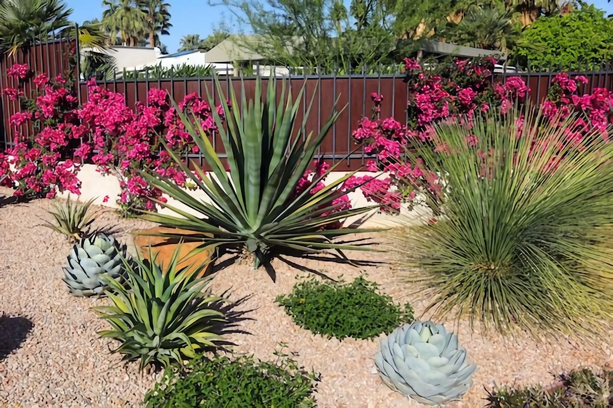garden with drought friendly plants