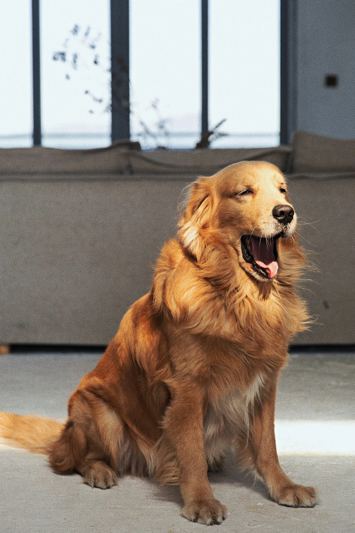 golden retirever dog yawning