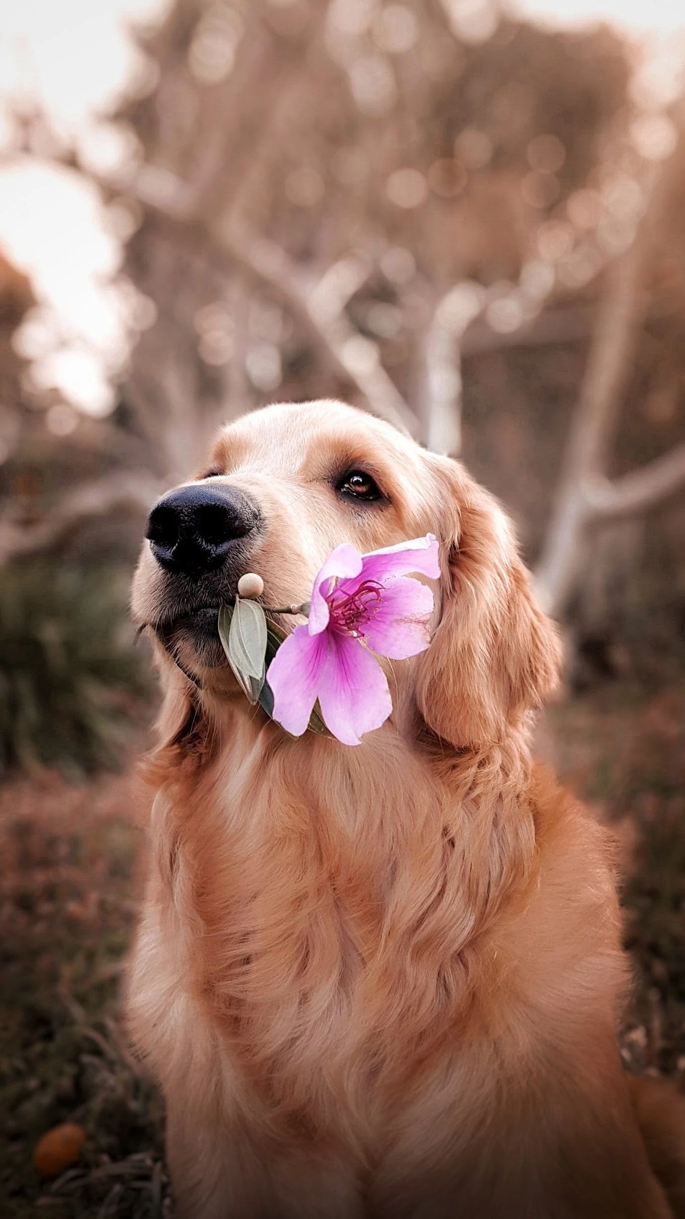 golden retriever holding a flower in mouth