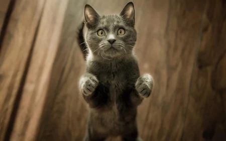 gray cat looking upwards