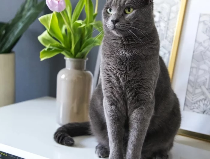 gray cat sitting on shelf