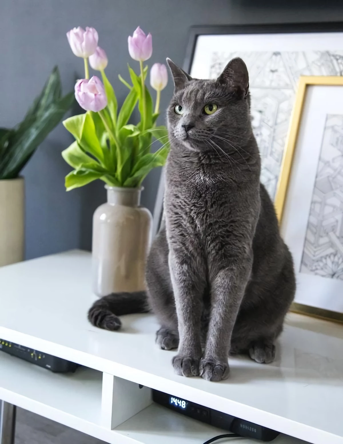 gray cat sitting on shelf