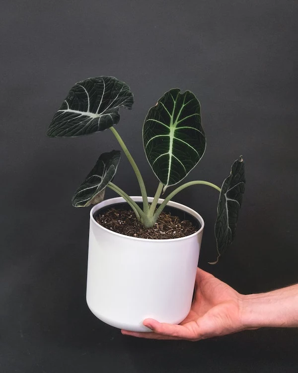 hand holding an alocasia black velvet plant